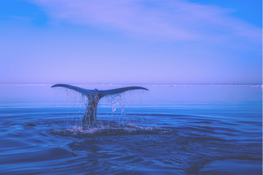 A Whale of A Time