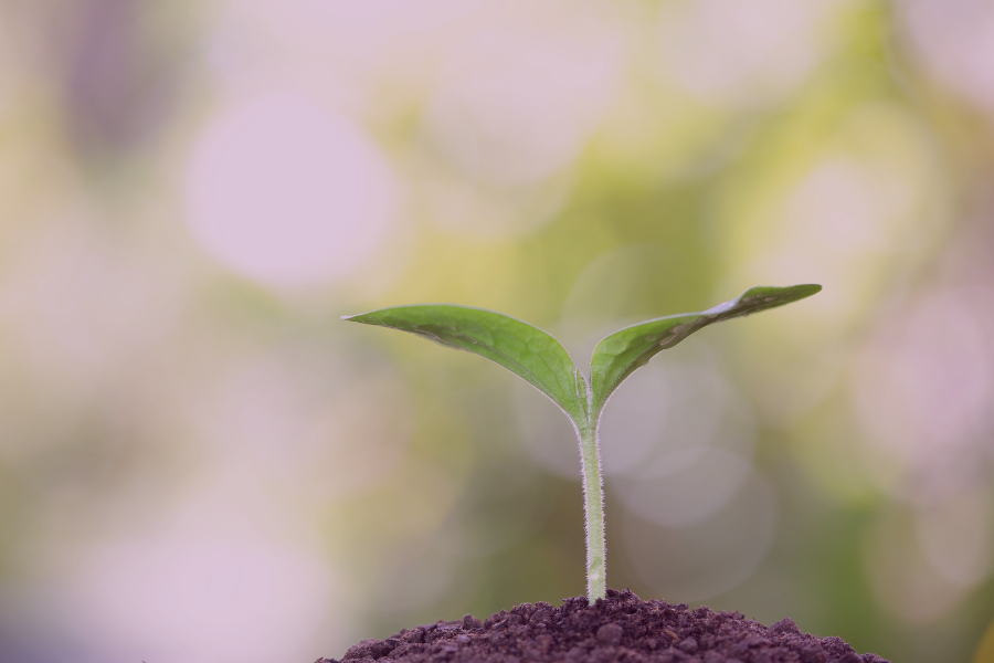 Podcast: More time than normal: Learn, Grow, Observe