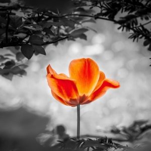 Soul Power to Regenerate meditation