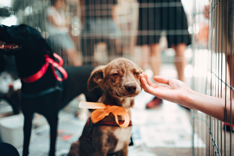 Podcast: Bringing Kindness Into Our Relationships