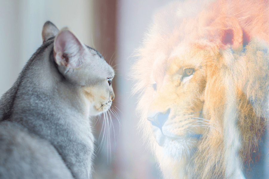 Podcast: Self Esteem from the View of a Mystic