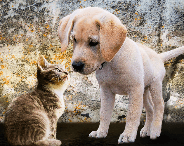IYS Animals and Healing Certificate of Energy Healing Foundation