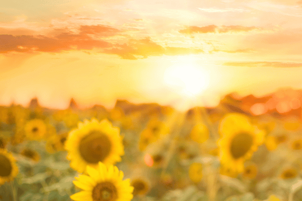 Podcast: Sacred Gift From The Sun
