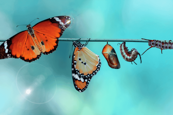 Podcast: Punish or Transform