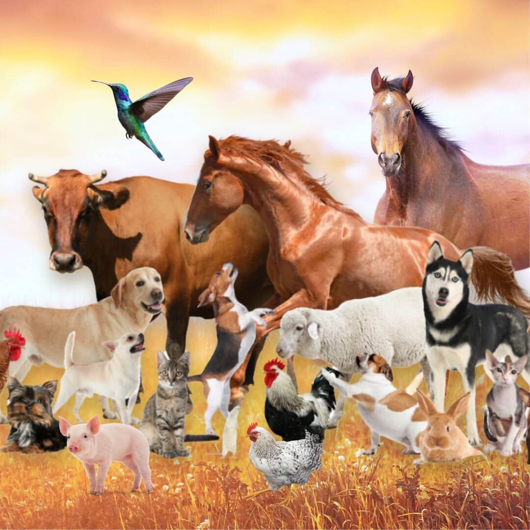 healing-animals-1x1 Certificate of Energy Healing Foundation