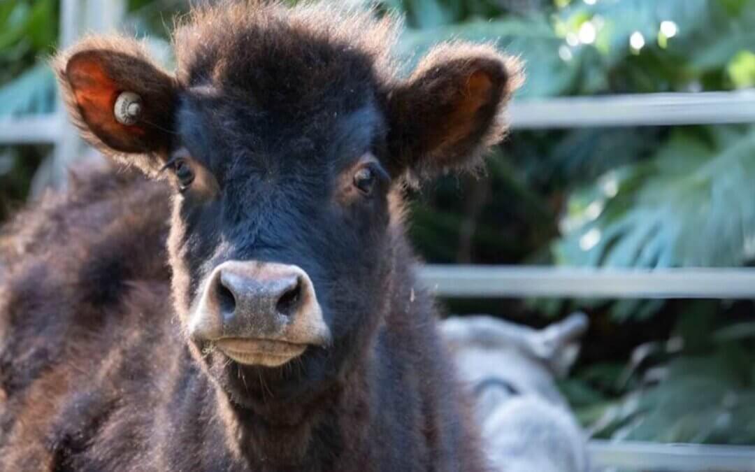 Flowing with Cows and Life and Joy