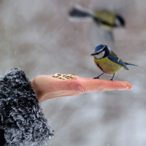 Animal Healing Vision Group meditation