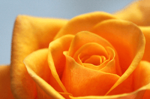 tcc-heart-of-gold-SD