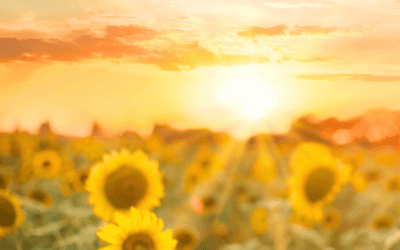 Podcast: Sacred Gift From The Sun