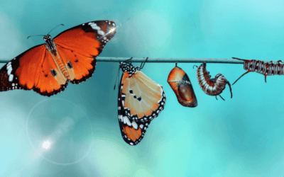 Podcast: Punish or Transform