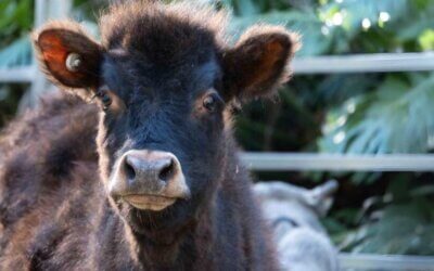 Flowing with Cows and Life and Joy